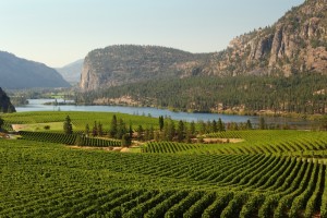 OKANAGAN VINEYARD - Vaseux Lake and the McIntyre Bluffs