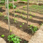 COMMUNITY GARDEN - PLOTS